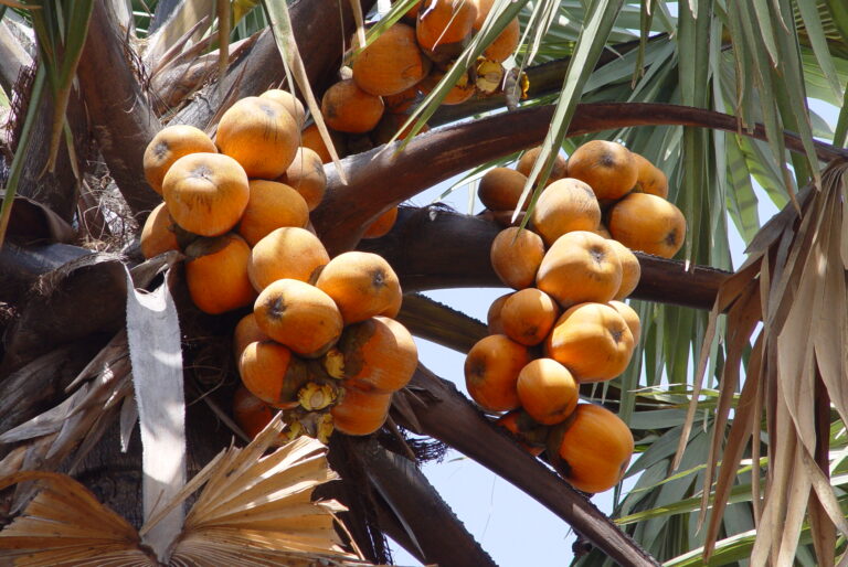 Coconut tree from South Sudan